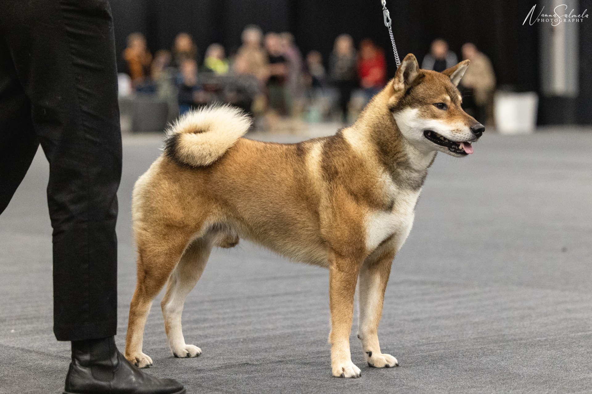 ulkon-k-looks-kodachikennel